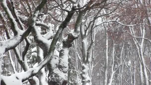 Bäume Mit Schnee Winterpark Winter — Stockvideo