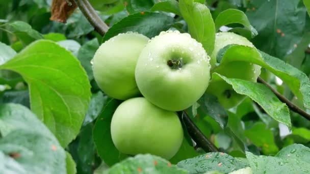 Lluvia de verano en el jardín con manzanas — Vídeos de Stock