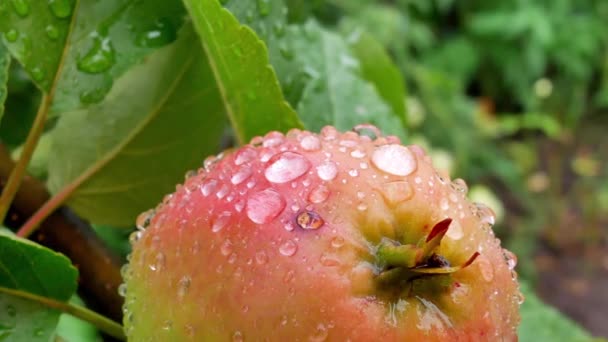 Sappige appels op de vertakking van de beslissingsstructuur in appelboomgaard — Stockvideo