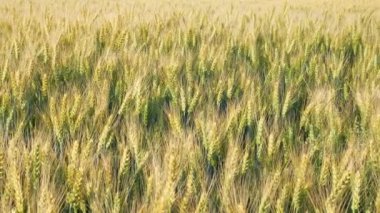 Tohum tahıl ekmek için kök