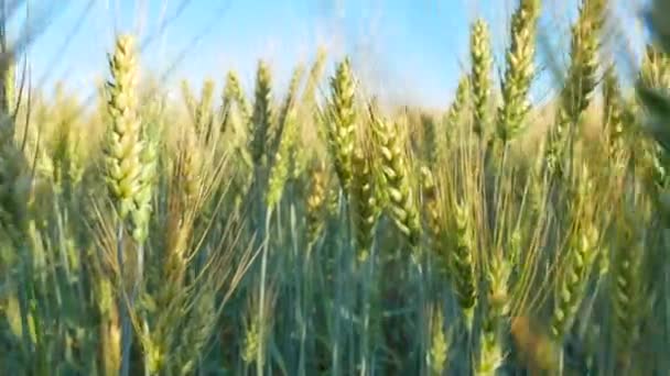 Campo amarillo de centeno — Vídeos de Stock