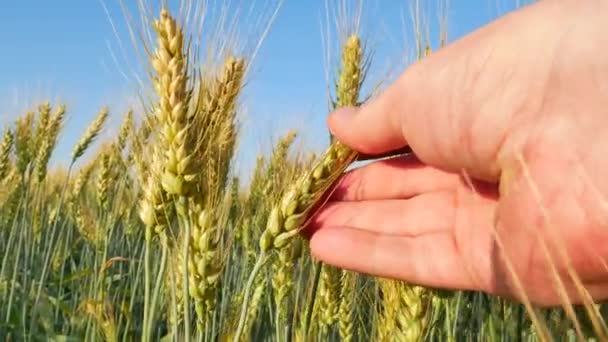 Tarwe aan de kant van de landbouwingenieur op het veld — Stockvideo