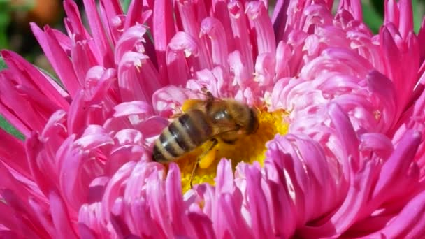 Honingbij op roze michaelmas daisy of aster — Stockvideo