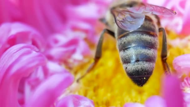 Honigbiene sammelt Pollen auf rosa Michelmas-Gänseblümchen oder Aster-Blüten — Stockvideo
