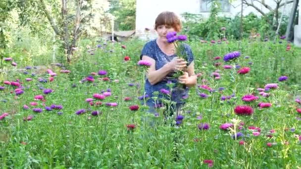 Florist cutting purple or violet michaelmas daisy or aster flower — Stock Video