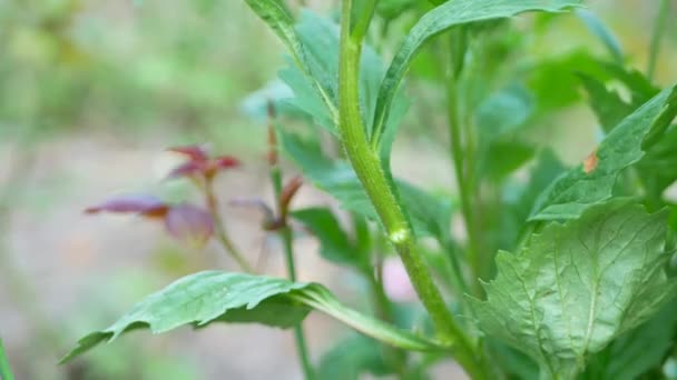 Fleuriste femme coupe asters dans le jardin avec des cisailles — Video