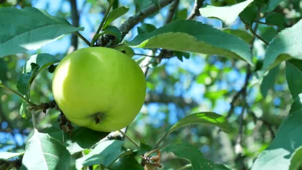 Яблоки висят на ветке в саду — стоковое видео