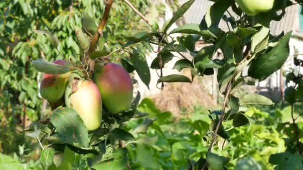 Rumiany jabłka powiesić na oddział w ogrodzie — Wideo stockowe