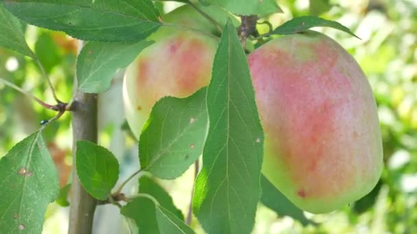 Manzanas Ruddy cuelgan de una rama en el jardín — Vídeos de Stock