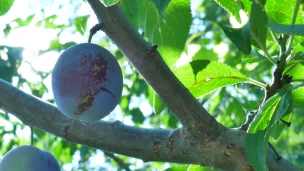 Mano Dei Contadini Sta Raccogliendo Prugna Matura Giardino — Video Stock