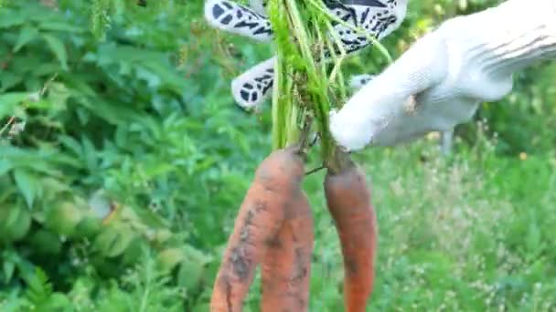 Manos de granjero sosteniendo zanahorias maduras cosechadas — Vídeo de stock