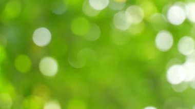 yeşil arka plan bulanıklık