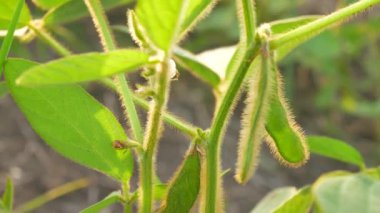 Soya elinde yeşil bakla. Soya alan şubeleri