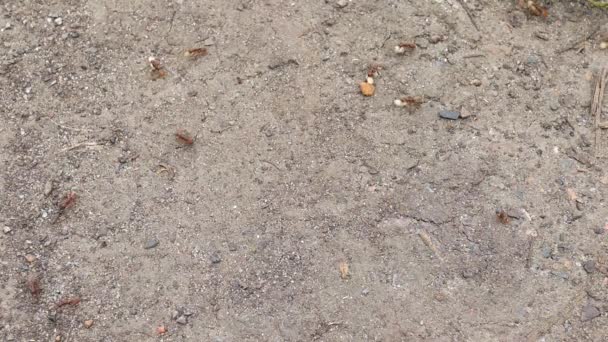 Grandes fourmis près du nid avec œufs 