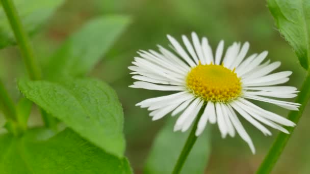 Weiße Blume Kamille wiegt sich im Wind — Stockvideo