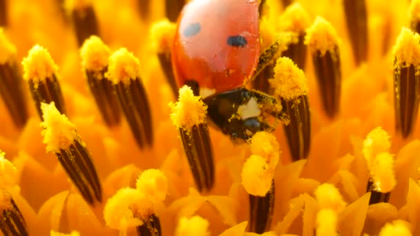 Červená Beruška s pylu na žluté slunečnice