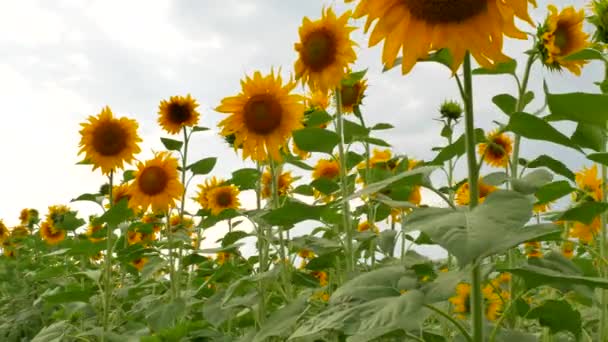 Tournesols sur le champ agricole en été 