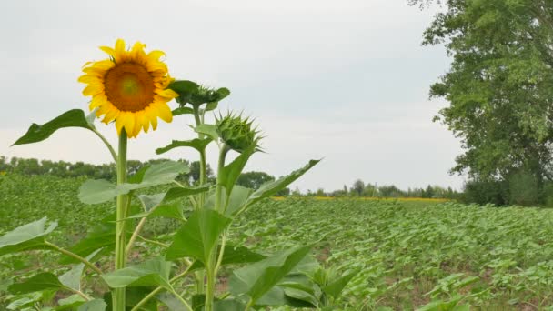 Girasol en el paisaje de campo — Vídeo de stock