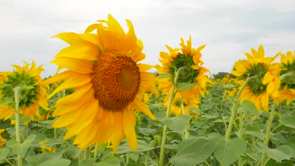 Flor de girasol en el campo de la granja — Vídeo de stock