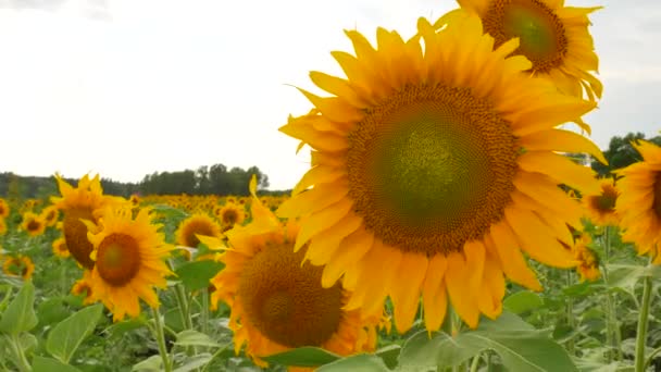 Champ agricole avec tournesols 