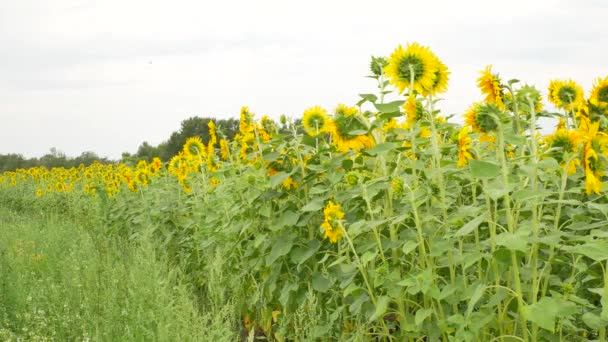 Agriculture field with sunflowers — Stock Video