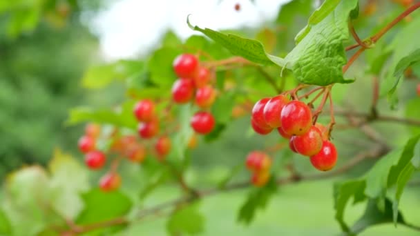 Manojos Bayas Opulus Viburnum Rojas Una Rama Con Sus Hojas — Vídeos de Stock