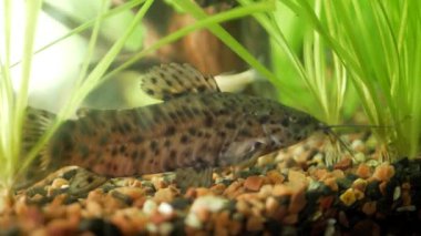 Akvaryum yayın balığı megalechis thoracata yakınındaki bir taş su altında eating