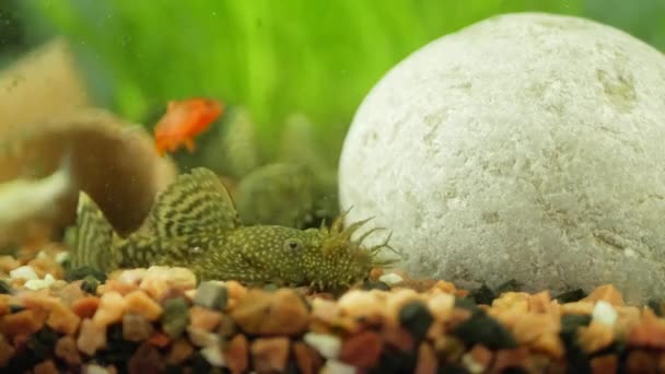 Aquarium meerval ancistrus likt — Stockvideo