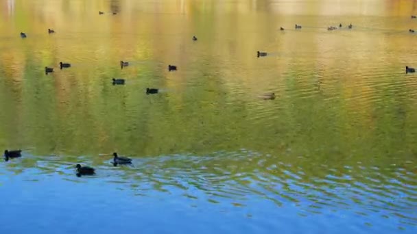 Patos no lago no outono — Vídeo de Stock