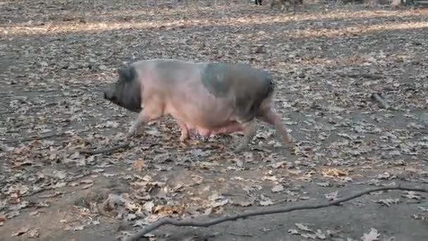 Pig on pasture in the forest — Stock Video