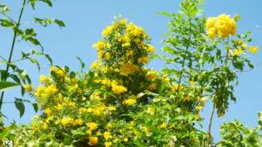 Yeşil ağaçlar zemin üzerine sarı çiçek