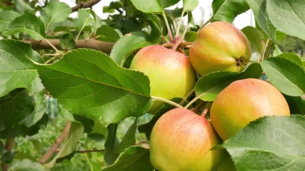 Yellow red apples ripen at sunny day — Stock Video