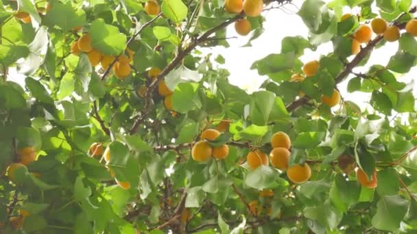 Aprikosträd i sommar — Stockvideo