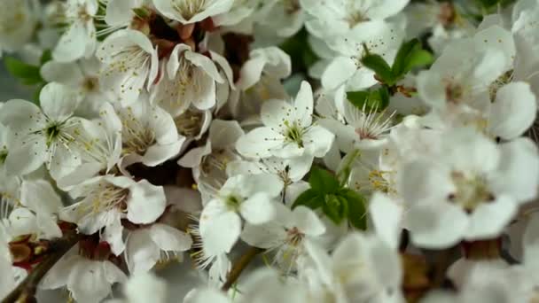 Çiçeği ağaç beyaz arka plan üzerinde — Stok video