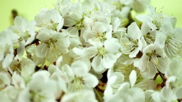 Frühlingsblüte auf gelbem Hintergrund — Stockvideo