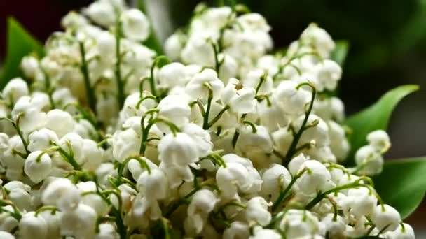 White Lily bukiet Dolina — Wideo stockowe