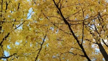 Gökyüzü arka plan sonbahar ağaç yaprak