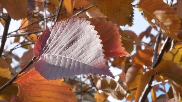 Herbst Baum Blätter Himmel Hintergrund — Stockvideo