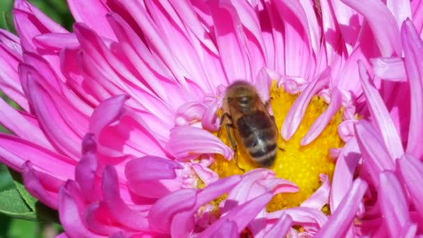 Honey Bee collecting pollen on pink michaelmas daisy or aster flower — Stock Video