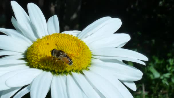 Fly lub butelka mucha owadów siedzi na kwiat rumianku — Wideo stockowe