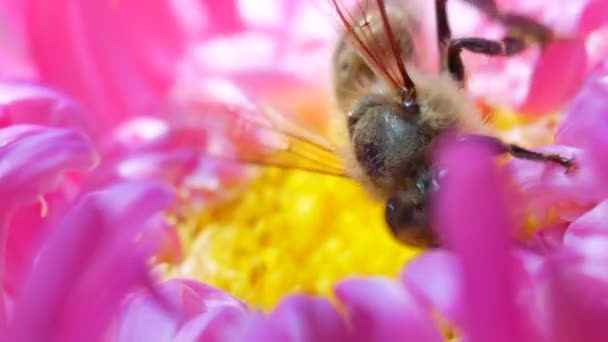 Abeja de miel occidental recogiendo néctar y esparciendo polen en la margarita rosa de michaelmas — Vídeo de stock