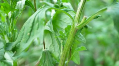 Bahçe makası ile kesme Aster çiçekçi kadındır