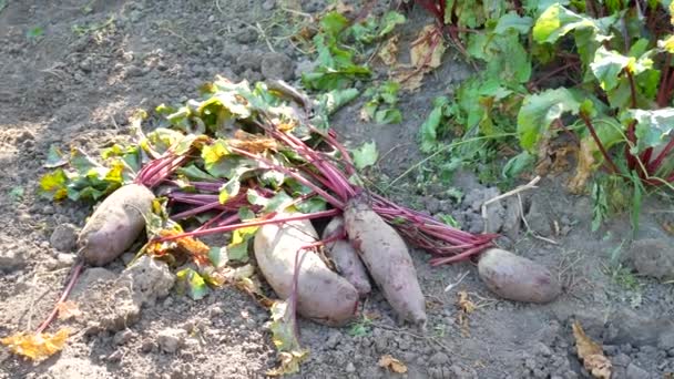 Güzel yeşil ile büyük kırmızı pancar sebze Bahçe bırakır — Stok video