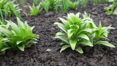 Islak Zemin ile Çiçektarlık Yeşil Lilium Bitki Bush