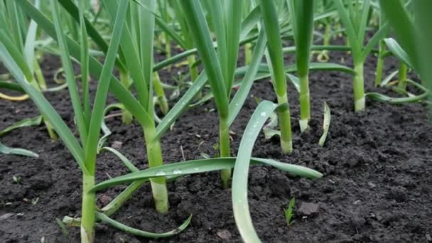 Färsk grön planta av vitlök i fält — Stockvideo