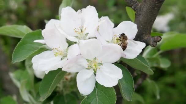 Abeja recoge el néctar en flor de manzano — Vídeos de Stock