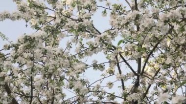 Gökyüzü Arka Plan üzerinde Blossom Elma Ağacı