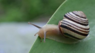 Küçük salyangoz yeşil yaprak üzerinde tarama