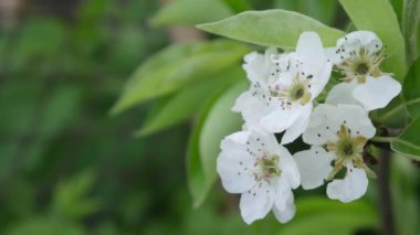 İlkbaharda Doğa Arka Plan Over Blossom Elma