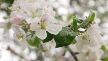 Bahçede Beyaz Çiçekler ve Yeşil Yapraklar ile Blossoming Tree Brunch